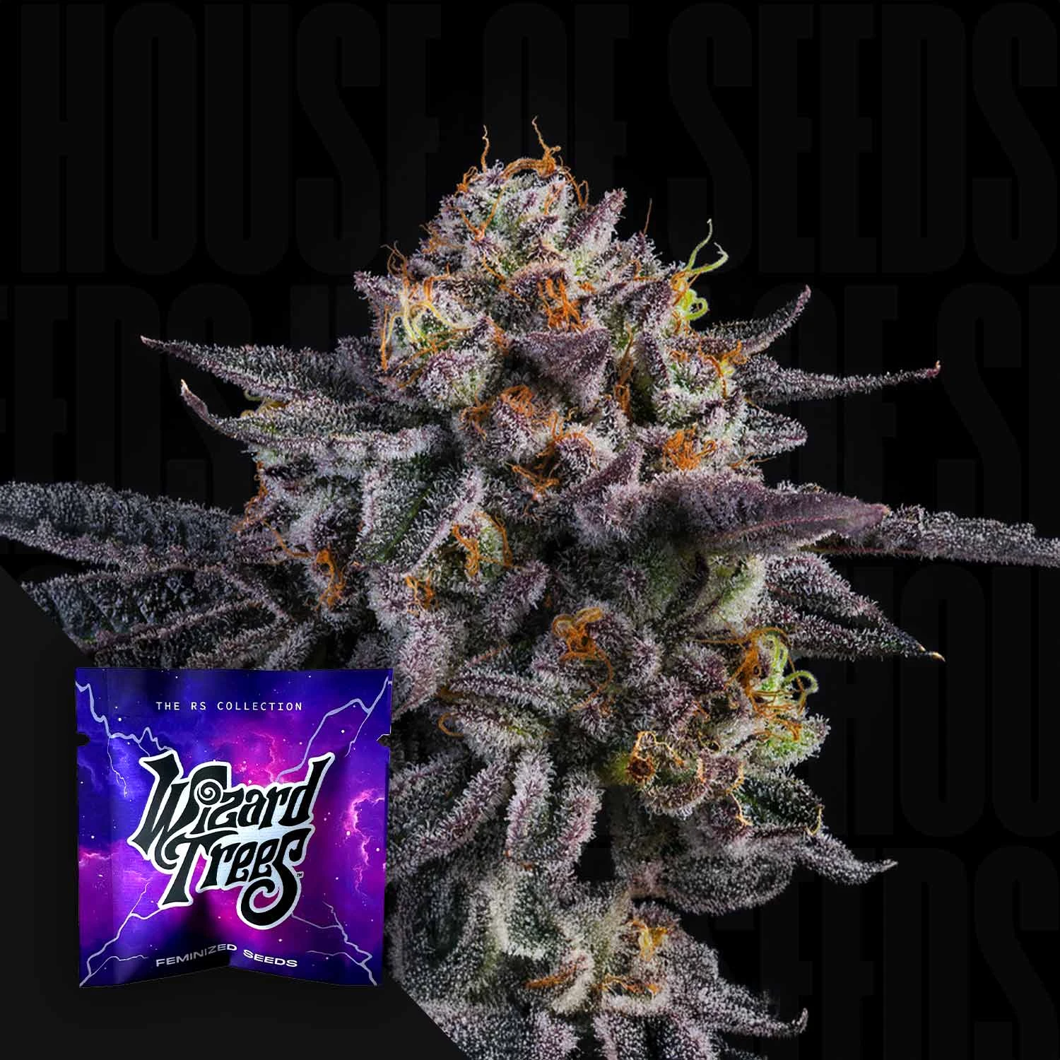 King Tide by Wizard Trees cannabis strain