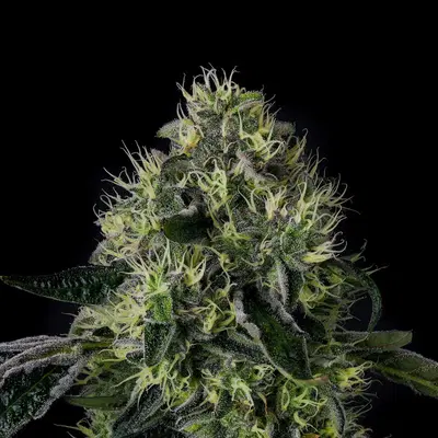 Lucky 123 by Wizard Trees, Photoperiod cannabis strain