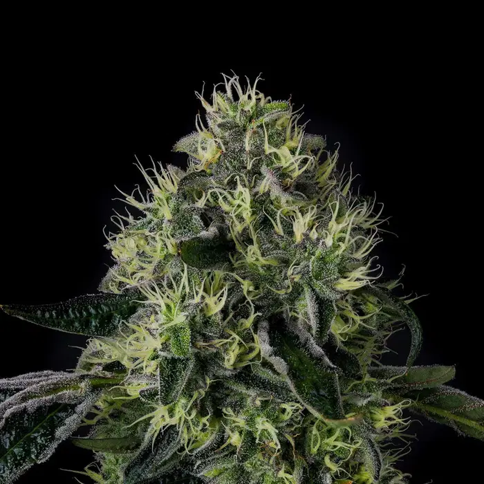Lucky 123 by Wizard Trees, Photoperiod cannabis strain