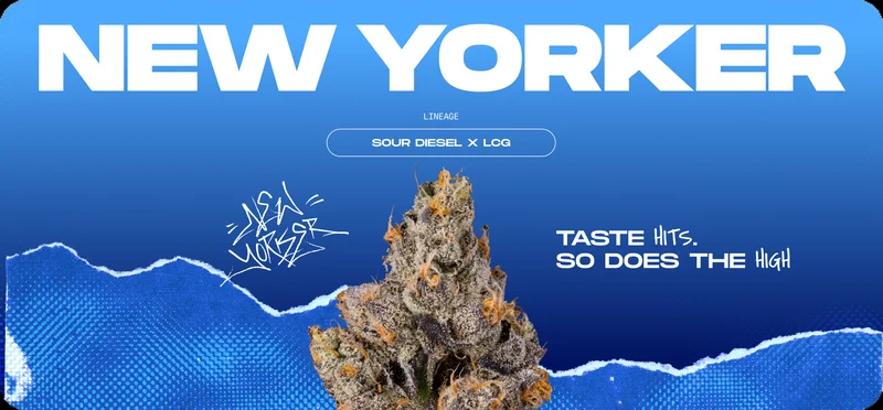 New Yorker by Wizard Trees, Photoperiod cannabis strain