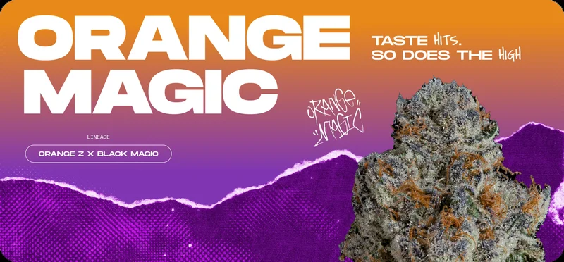 Orange Magic by Wizard Trees, Photoperiod cannabis strain