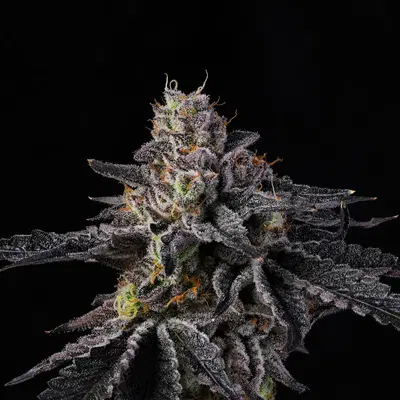 Rainbow Gelato by Wizard Trees, Photoperiod cannabis strain