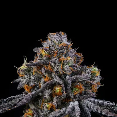 Rodeo by Wizard Trees, Photoperiod cannabis strain