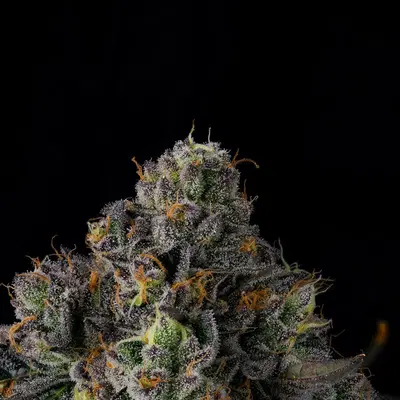 Sherbz by Wizard Trees, Photoperiod cannabis strain