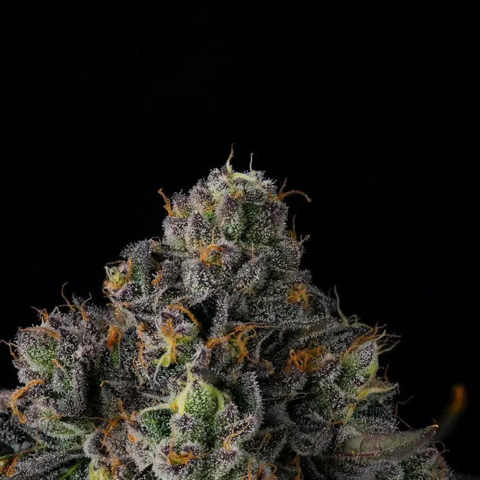 Sherbz by Wizard Trees, Photoperiod cannabis strain