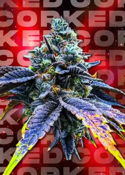 Speaker Knockerz by Pheno Addicts / Flavor Designer cannabis strain