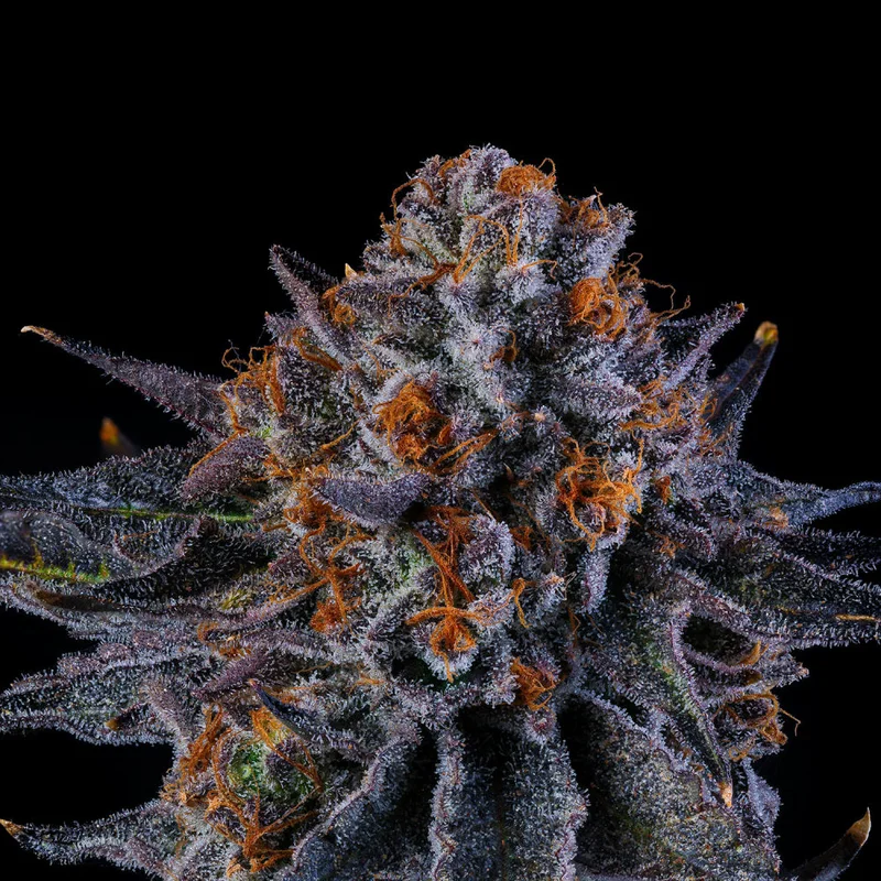 Tea TIme by Wizard Trees, Photoperiod cannabis strain