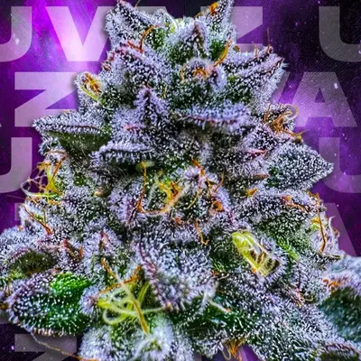 Uvaz cannabis strain