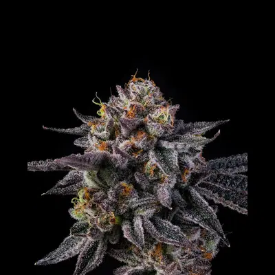 Vice Runtz by Wizard Trees, Photoperiod cannabis strain