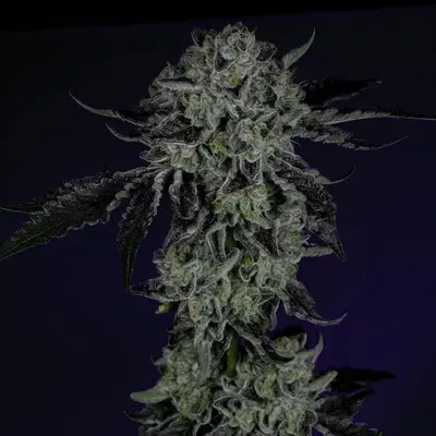 White Zangria by Wizard Trees, Photoperiod cannabis strain
