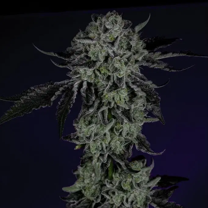 White Zangria by Wizard Trees, Photoperiod cannabis strain