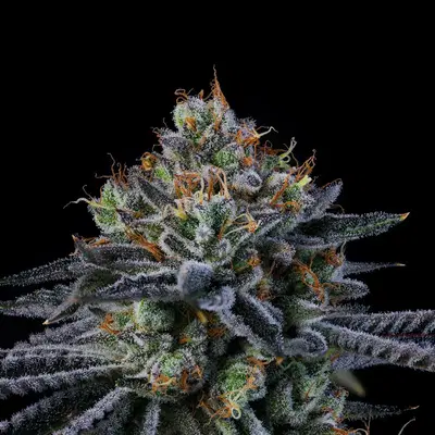 Windu by Wizard Trees, Photoperiod cannabis strain