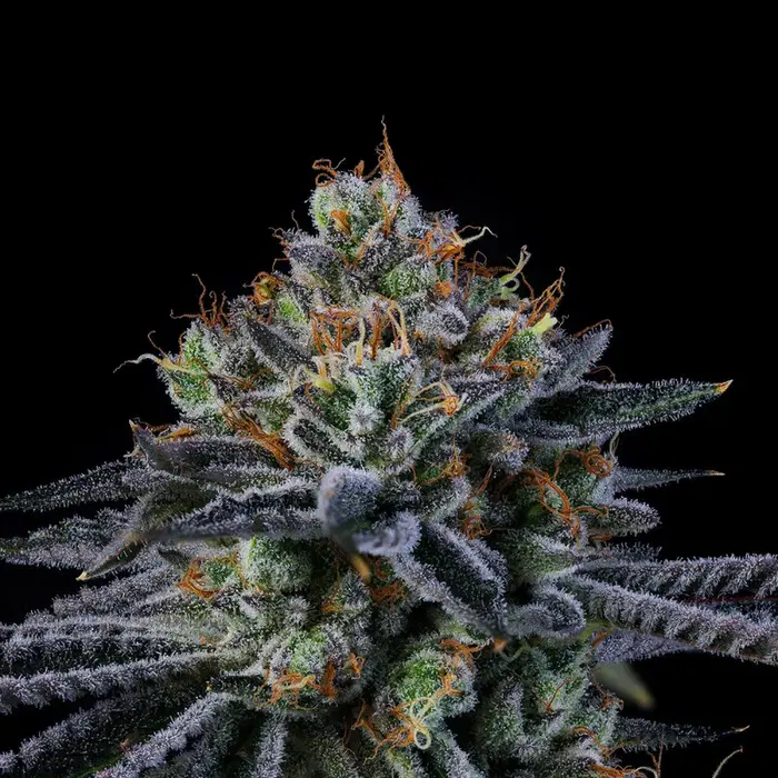 Windu by Wizard Trees, Photoperiod cannabis strain