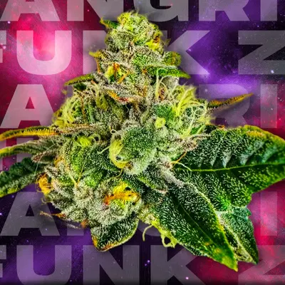Zangria Funk by Wizard Trees, Photoperiod cannabis strain