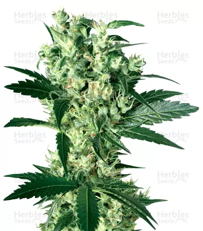 X Haze cannabis strain