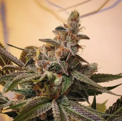 Yeti Og Regular by Loompa Farms cannabis strain