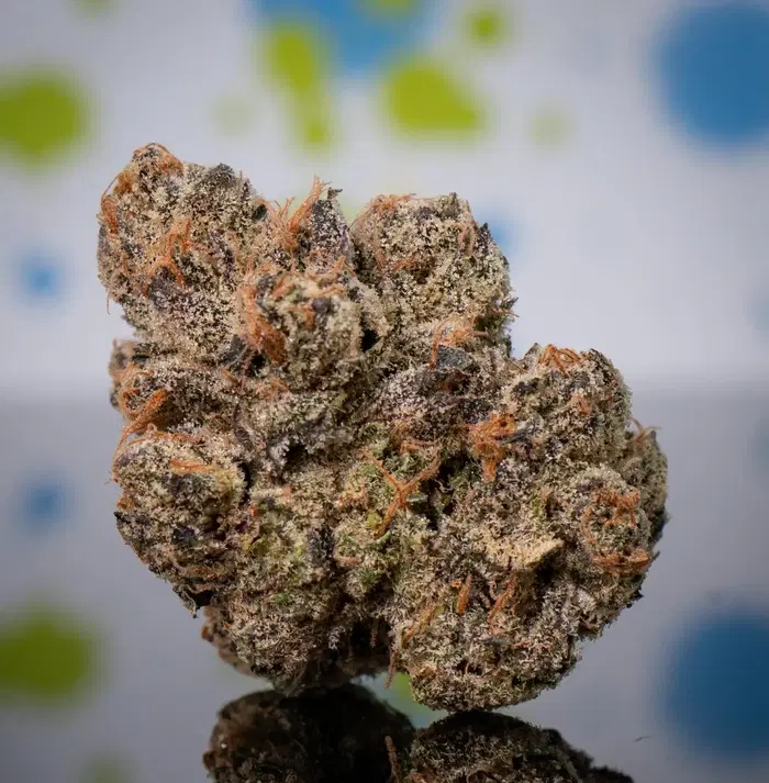 Z41 by Cali Kush Farms cannabis strain