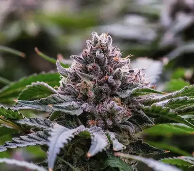 Zamoza by La Family Farms cannabis strain