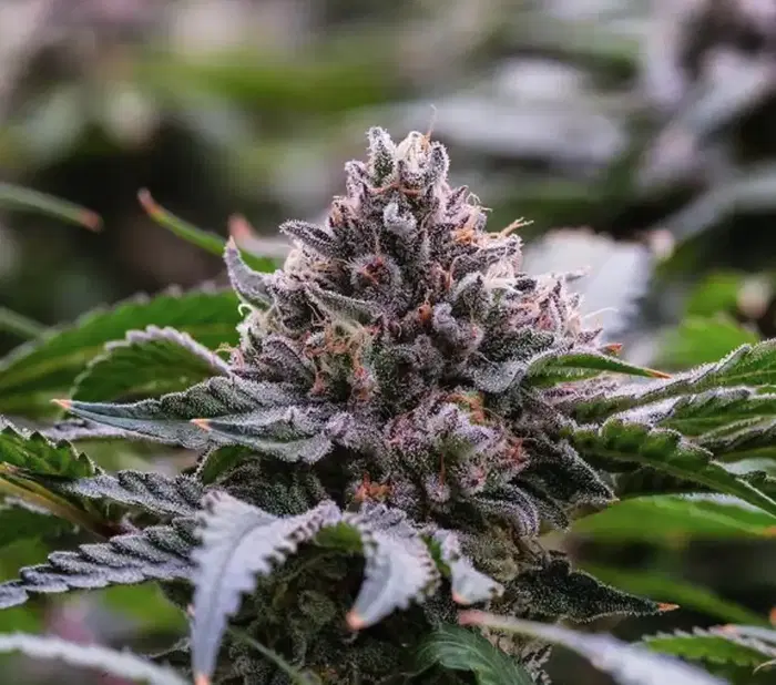 Zamoza by La Family Farms cannabis strain