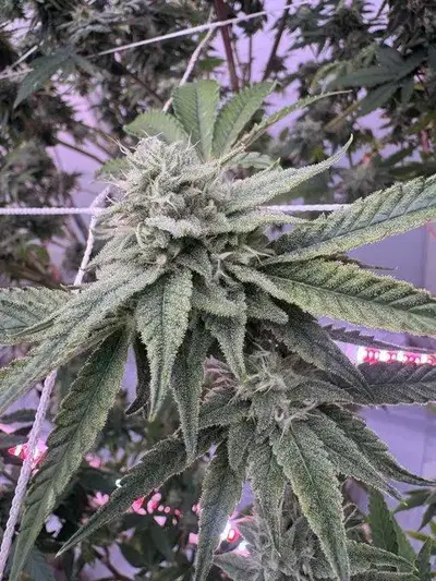 Zazooka by Ez Genetics cannabis strain
