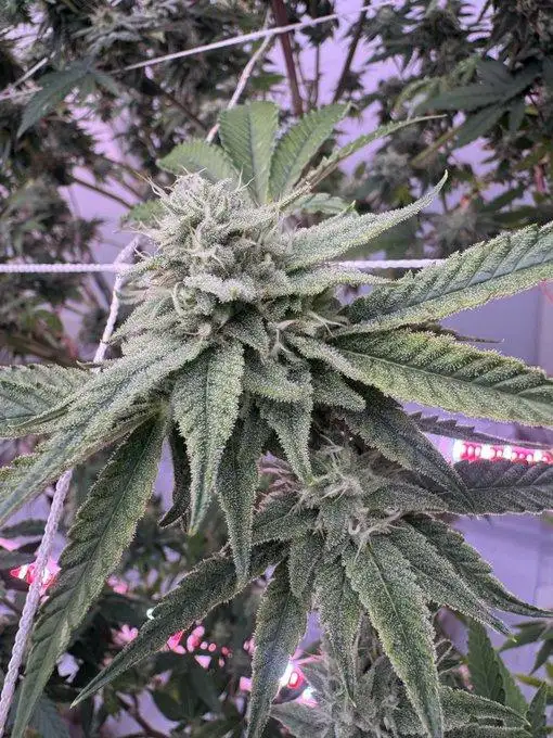 Zazooka by Ez Genetics cannabis strain