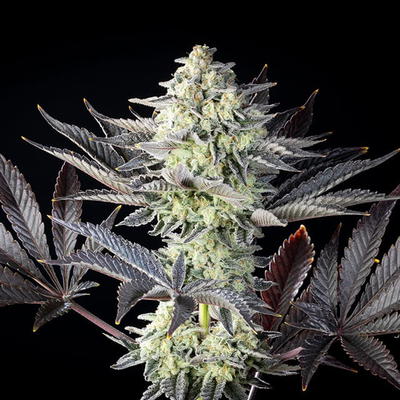 Zoap Rose by Kannabia Seed Company, Photoperiod cannabis strain