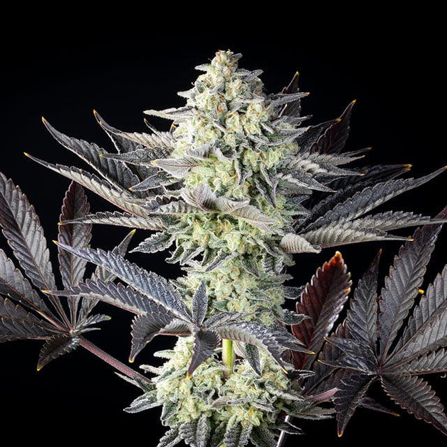 Zoap Rose by Kannabia Seed Company, Photoperiod cannabis strain