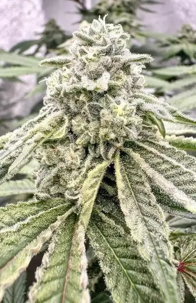 Zombie Food by Cape Roots cannabis strain