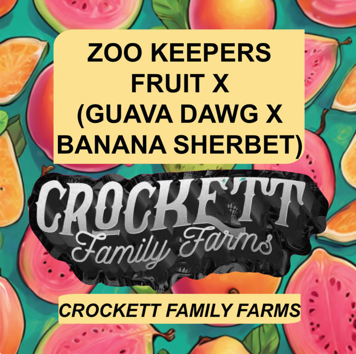 Zoo keepers fruit x (guava dawg x banana sherbet) by Crockett Family Farms, Photoperiod cannabis strain