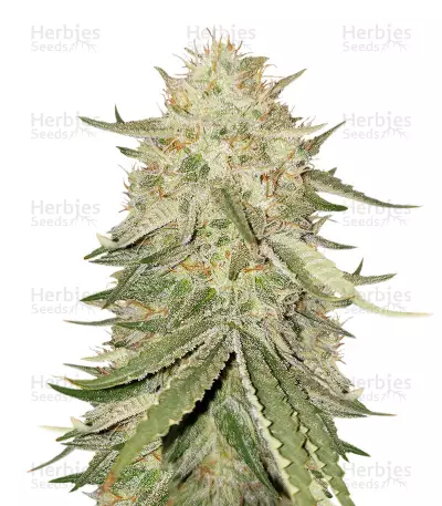 Zour Kosher cannabis strain