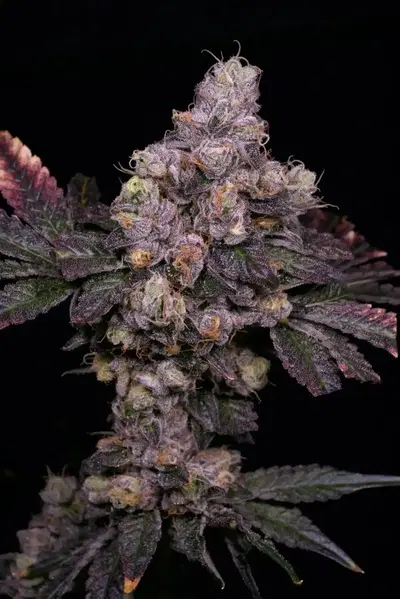 Zsunami by Archive Seed Bank, Photoperiod cannabis strain