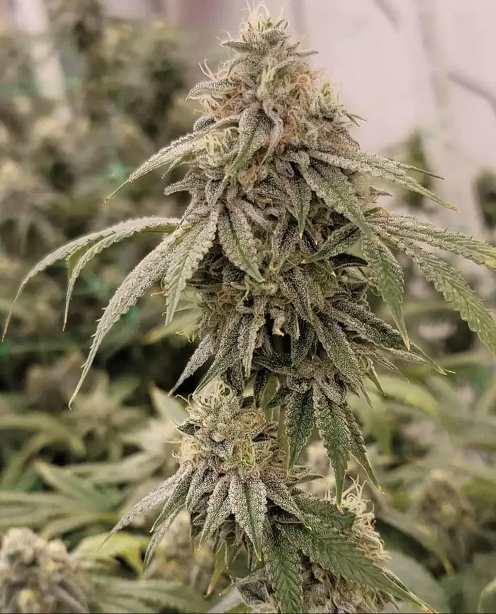 Zweet Chem by Oni Seed co., Photoperiod cannabis strain