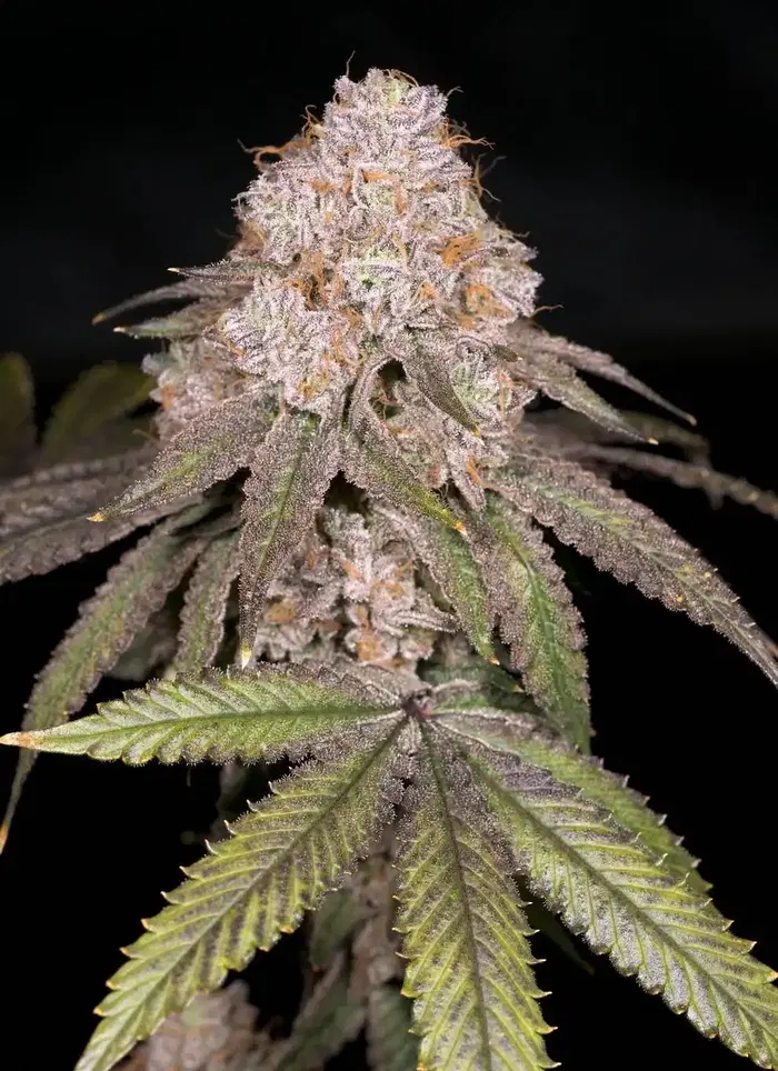 Zwoosh by Archive Seed Bank, Photoperiod cannabis strain