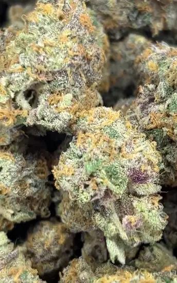Zzquil by Exotics710 cannabis strain